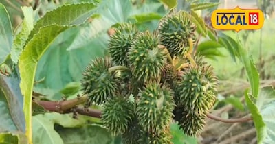 अरंडी का फल बाजार 40-50 रुपये किलो बिकता है.