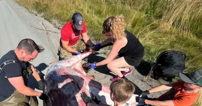 Alaska Psychiatrist Feeds Family Roadkill Moose, Sparks Debate