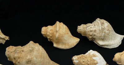 क्या 6000 साल पहले के इंसान भी करते थे वॉकी-टॉकी का इस्तेमाल? (Photo : Antiquity Journal)