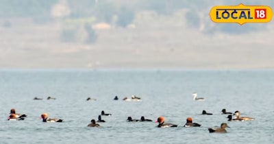 Migratory Birds Flock to Bihar's Nagi-Nakti: A Paradise for Bird Lovers