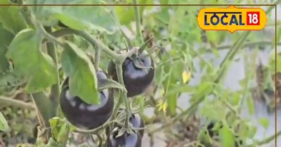 काला टमाटर खेती टिप्स.