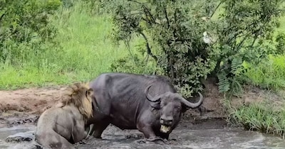 Miracle Escape: Buffalo Saved by Herd After Lion Attack in Kruger Park