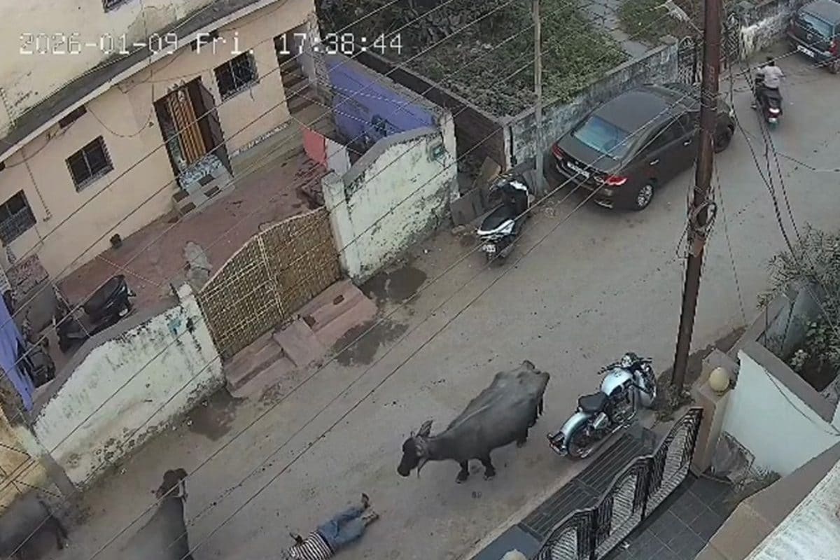 भैंस से भी जरा बचके; सड़क पर जा रहे बुजुर्ग को ऐसा मारा, देखकर नहीं होगा यकीन!