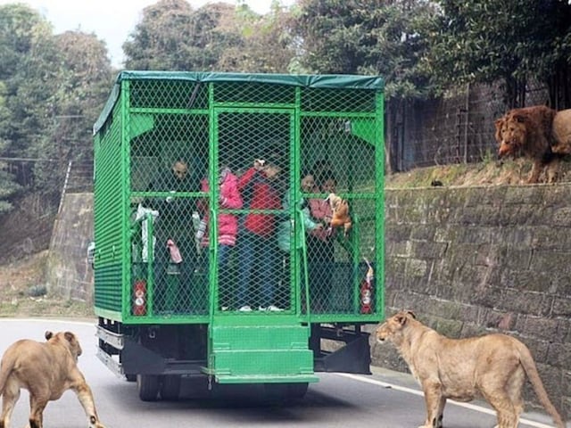 पिंजरे में कैद इंसान, आजाद घूमते हैं खूंखार जानवर, जानिए कहां है ये अनोखा चिड़ियाघर?