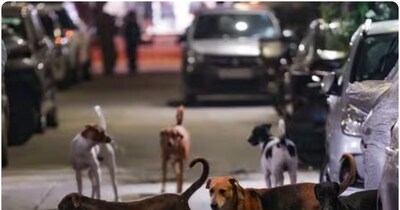द्वारका में कुत्तों के झुंड ने बुजुर्ग को मार डाला. (सांकेतिक तस्वीर)