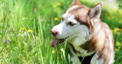 कुत्ते क्यों खाते हैं घास(फोटो:Canva)