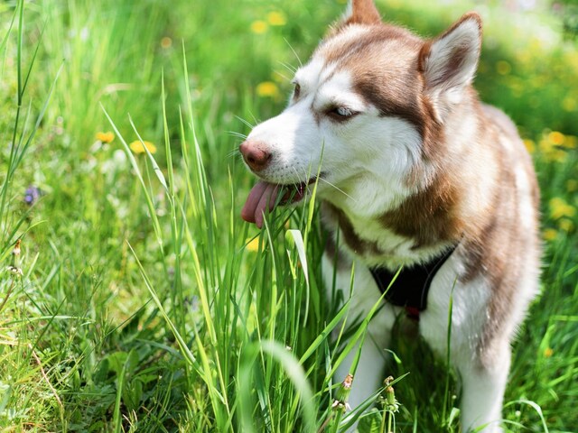 कुत्ते घास क्यों खाते हैं? बस मुँह का स्वाद बदलना है...