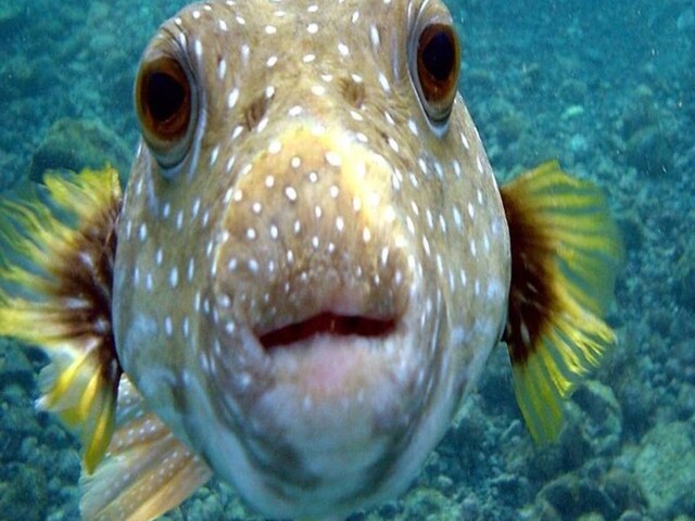 तथ्य: क्या मछलियों में भावनाएँ होती हैं? मछलियाँ हँसती भी हैं और रोती भी हैं