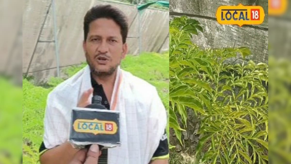 Video: न चोरी का डर, न मंदी की मार! खेत में उगने वाले शाकाहारी मटन ने बनाया किसान से 'सेठजी'