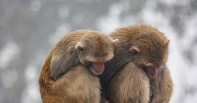 गुरुग्राम में सर्दी से सहमा यह बंदर जोड़ा. (पीटीआई)