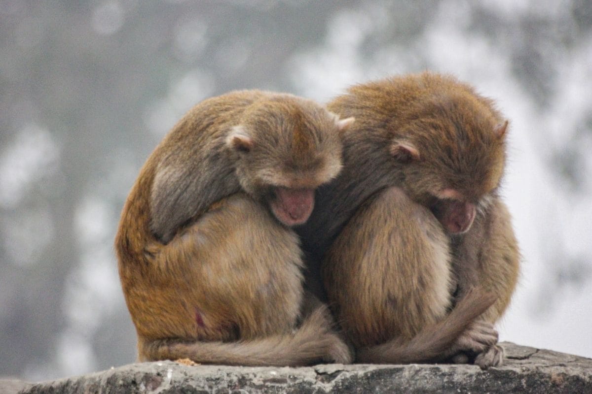 गुरुग्राम 0°C पर जमा तो दिल्ली भी 3 पर ठिठुरी आखिर यहां शिमला से भी अधिक ठंड क्यों पड़ रही