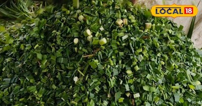 Boost Dairy Profits: 5 Fodder Crops to Skyrocket Milk Production!