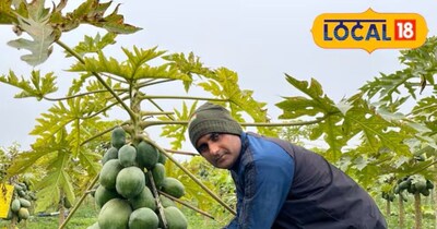 retired army man rajesh kumar papaya farming success story 