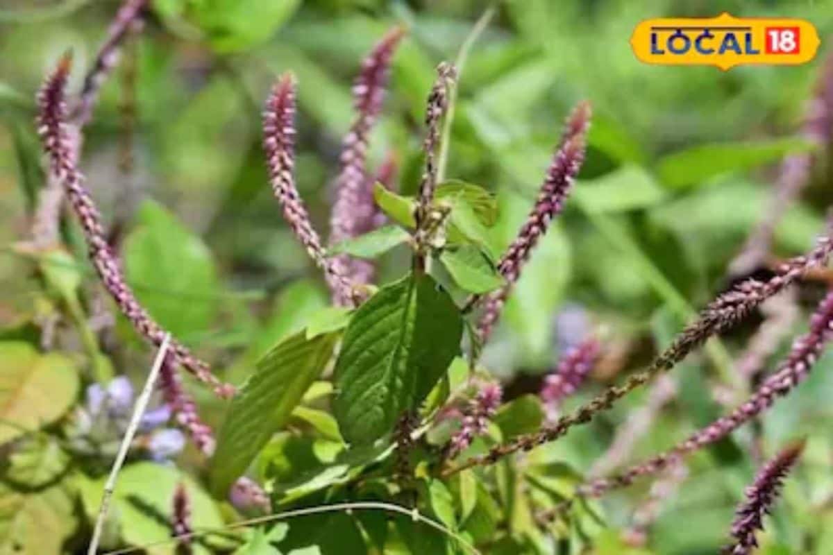 Benefits of Apamarg: खरपतवार नहीं औषधि है अपामार्ग दांतों के लिए है बेहद फायदेमंद जानें कैसे करें उपयोग