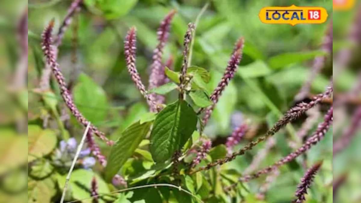 Benefits of Apamarg: खरपतवार नहीं औषधि है अपामार्ग, दांतों के लिए है बेहद फायदेमंद, जानें कैसे करें उपयोग