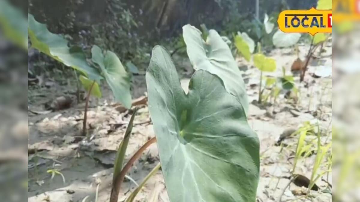 Video: मछली जैसा स्वाद, कमाई बंपर! नोट छापने की मशीन ये पौधा, कम जगह में बनेंगे मालामाल