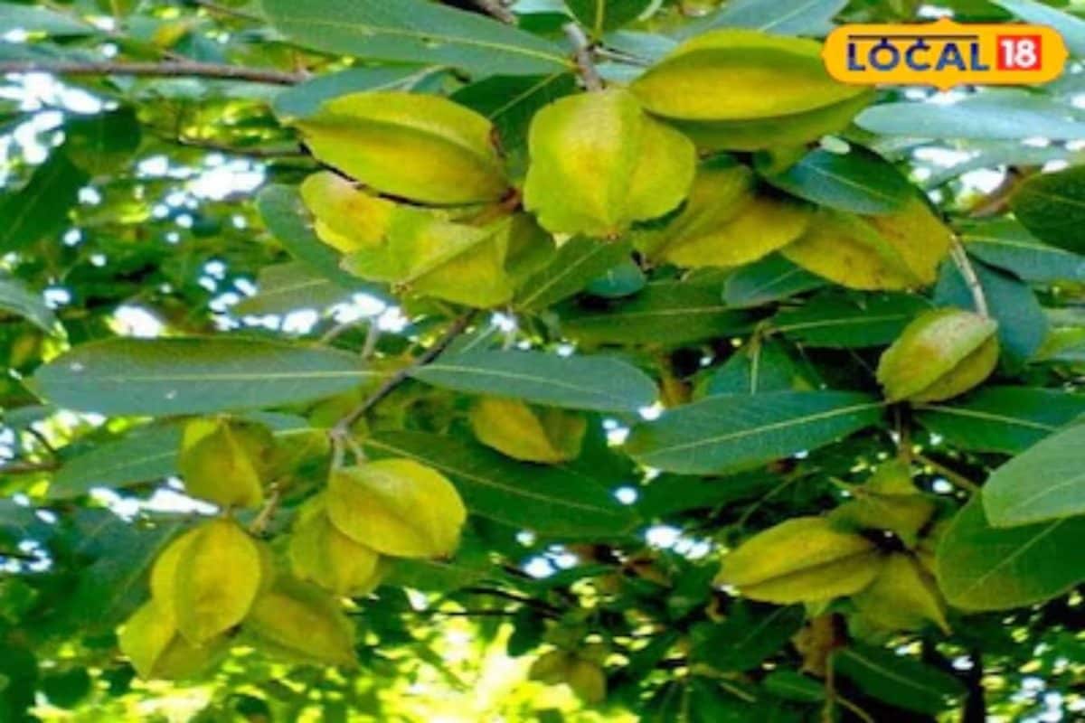 आयुर्वेद में अर्जुन के पेड़ का खास महत्व हाई ब्लड प्रेशर से लेकर डायबिटीज तक में लाभकारी जानें कैसे करें सेवन