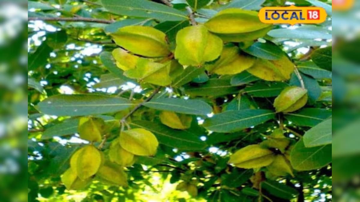 आयुर्वेद में अर्जुन के पेड़ का खास महत्व, हाई ब्लड प्रेशर से लेकर डायबिटीज तक में लाभकारी; जानें कैसे करें सेवन