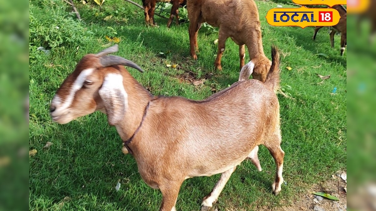 मच्छरों से फैलती है बकरियों में ब्लू टंग बीमारी, नीली जीभ बनती है मौत की वजह, वीडियो में डॉक्टर ने बताया बचाव का उपाय