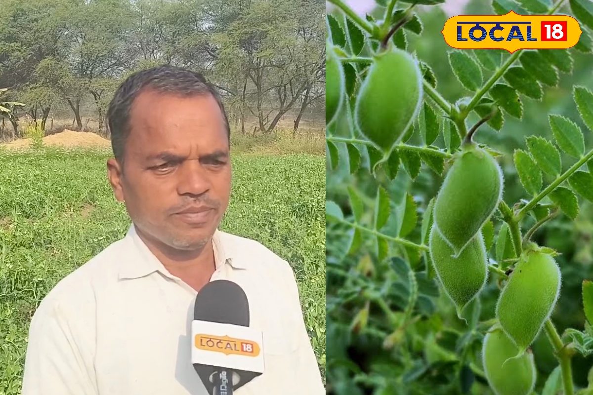 कच्चा चना ‘बुट’ बेचकर हुई बंपर कमाई छत्तीसगढ़ के किसान की अनोखी खेती