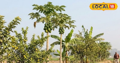 Boost Farm Income: Plant Fruit Trees on Boundaries for Sustainable Wealth!