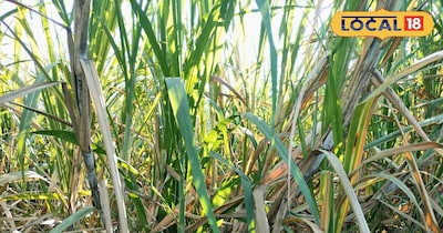 गन्ने की खेती से छप्परफाड़ कमाई: इन बातों का रखें ध्यान, जानें पूरी विधि.