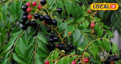 इन बीमारियों में है रामबाण