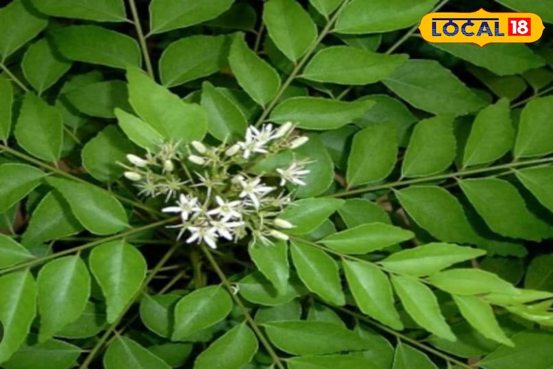 কারি পাতা