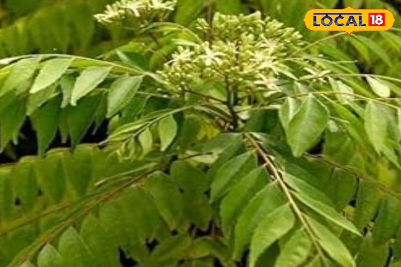 কারি পাতা