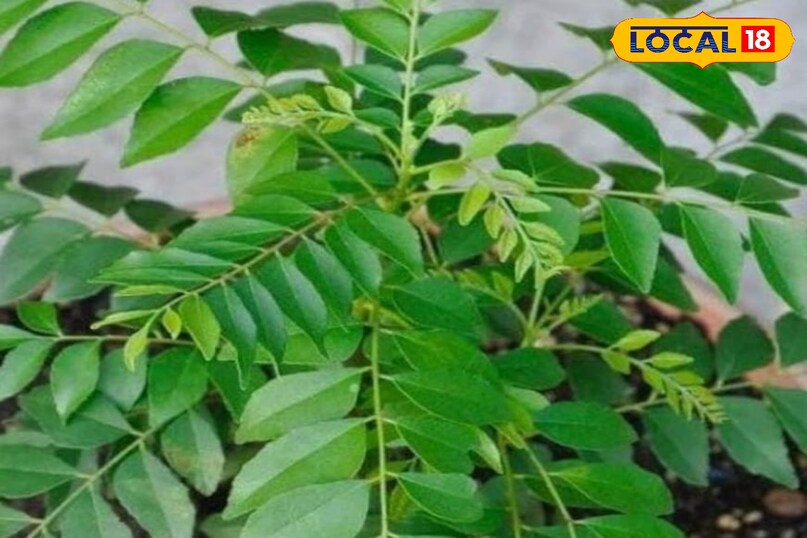 কারি পাতা