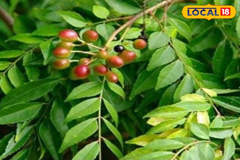 কারি পাতা