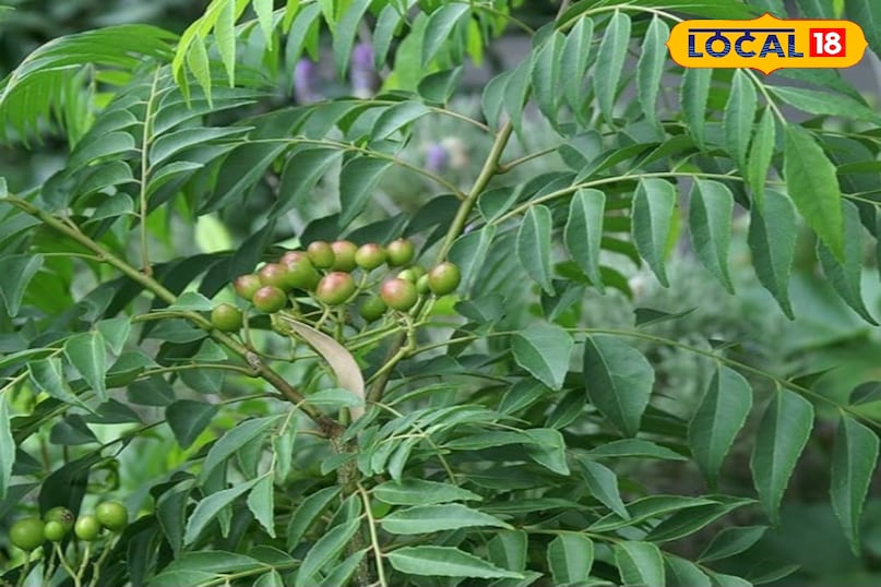 কারি পাতা