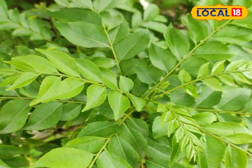 কারি পাতা