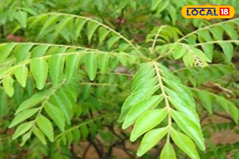 কারি পাতা