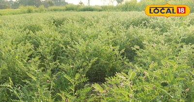 Frost Threatens Rabi Crops in Sidhi: Farmers Battle Cold Wave to Save Gram