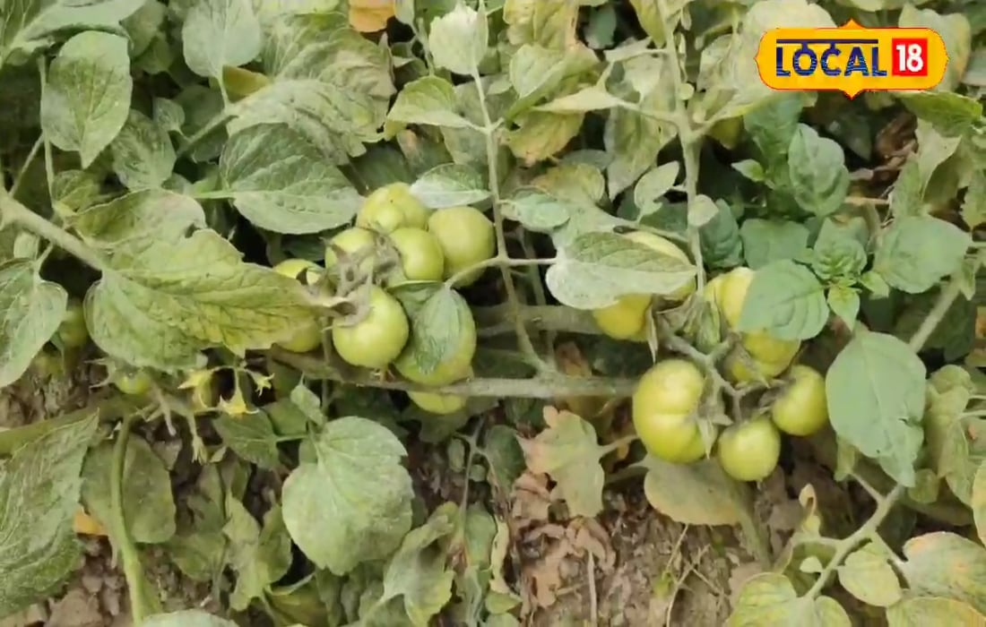 टमाटर की इस वैरायटी से होता इतना फलन तोड़ते-तोड़ते थक जाते हाथ थोड़ी सी देखभाल और नहीं रुकता प्रोडक्शन!