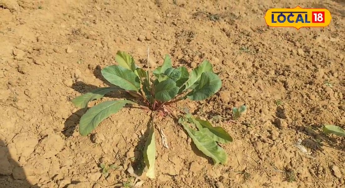 किसान ने लगाया चाचा चौधरी सा दिमाग मटर का खेत मेड़ पर यह गुलाबी सब्जी कुछ भाग में साग कर रहा ताबड़तोड़ कमाई!