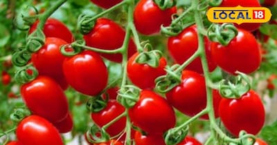 Grow Bumper Tomatoes at Home: 4 Tips for Abundant Yield in Pots!