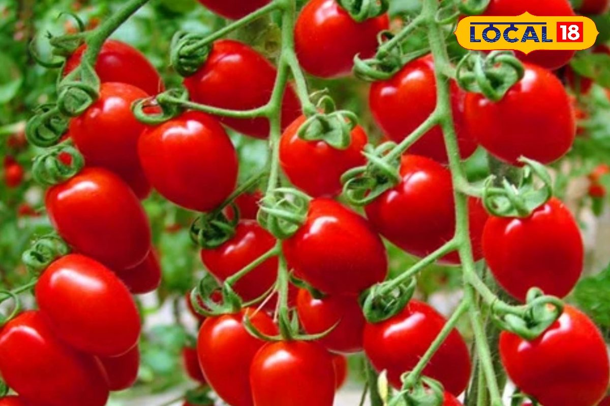 नहीं खरीदने पड़ेंगे बाजार से महंगे टमाटर गमले में निकलेंगे झोला भर-भर! इन 4 बातों का रखें ध्यान पैदावार बंपर