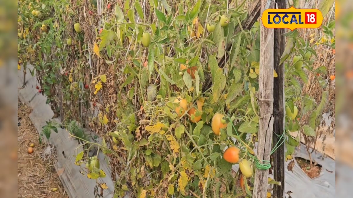 Agri Tips: टमाटर की खेती में नया प्रयोग! पाला-बारिश भी नहीं बिगाड़ पाएंगे फसल, खास तकनीक से लखपति होंगे किसान