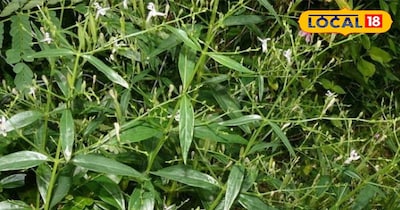 Chirata: Bitter Herb, Nectar for Health! Discover its Amazing Medicinal Benefits