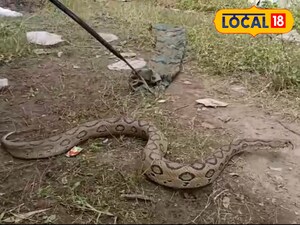 डेहरी में स्कूल के पास दिखा 6 फुट का रसेल वाइपर, मचा हड़कंप, सुरक्षित बचाया गया.