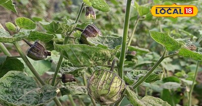 जहानाबाद के किसान मकोय की खेती से हुए मालामाल, ₹8,000 लगाकर कमा रहे ₹50,000.