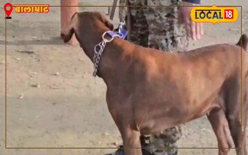 अपने हैंडलर की याद में सदमे में ताशा 