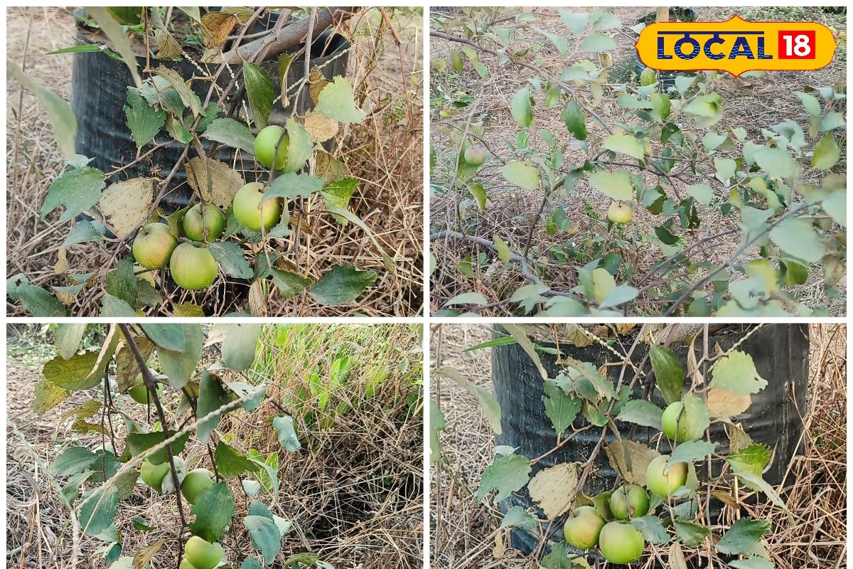 ग्रीन एप्पल बाल सुंदरी और मिस इंडिया बेर की खेती से बनेंगे धन्नासेठ ये है सीक्रेट मुनाफा फार्मूला