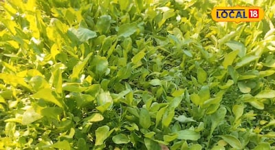 छोटे से जगह में बथुआ साग, पालक और प्याज तीनों की खेती एक ही साथ, एक ही मेहनत पर