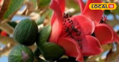 Semal Flower: A Natural Remedy for Digestion, Skin, and Women's Health