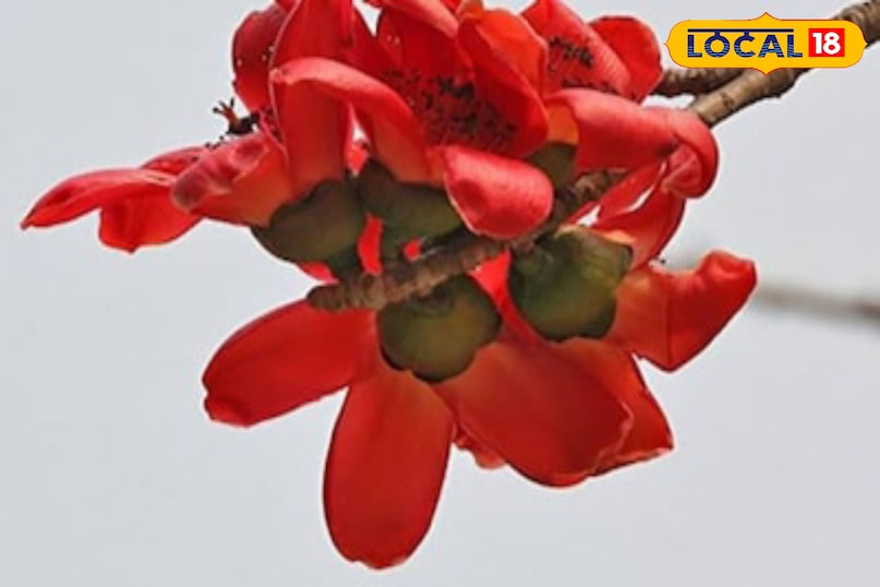 Moradabad news, hindi news, local news, up news, मुरादाबाद समाचार, हिंदी समाचार, लोकल समाचार, यूपी समाचार।op