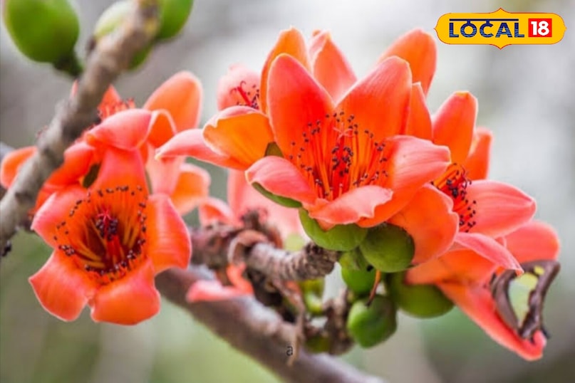 Moradabad news, hindi news, local news, up news, मुरादाबाद समाचार, हिंदी समाचार, लोकल समाचार, यूपी समाचार।