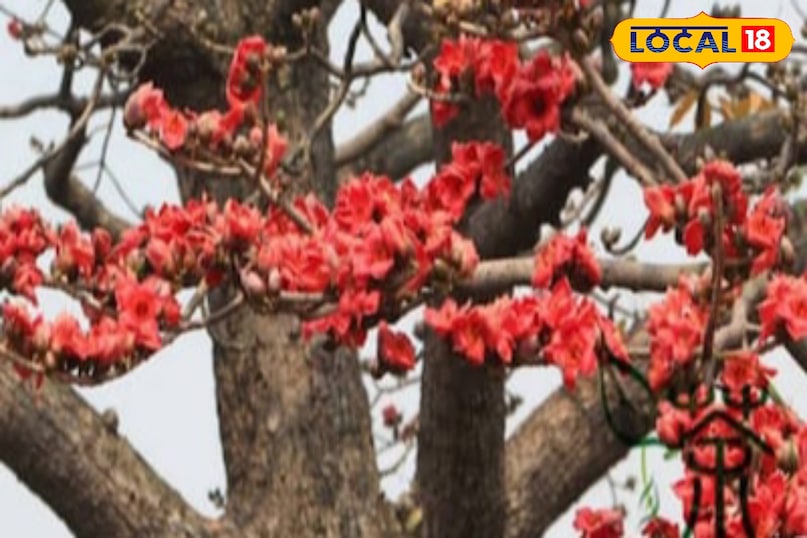 Moradabad news, hindi news, local news, up news, मुरादाबाद समाचार, हिंदी समाचार, लोकल समाचार, यूपी समाचार।